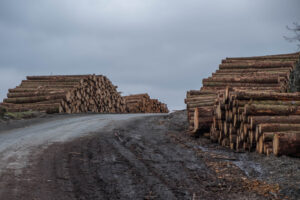 Gepardy Biznesu 2022 Przemysłu Drzewnego i Papierniczego